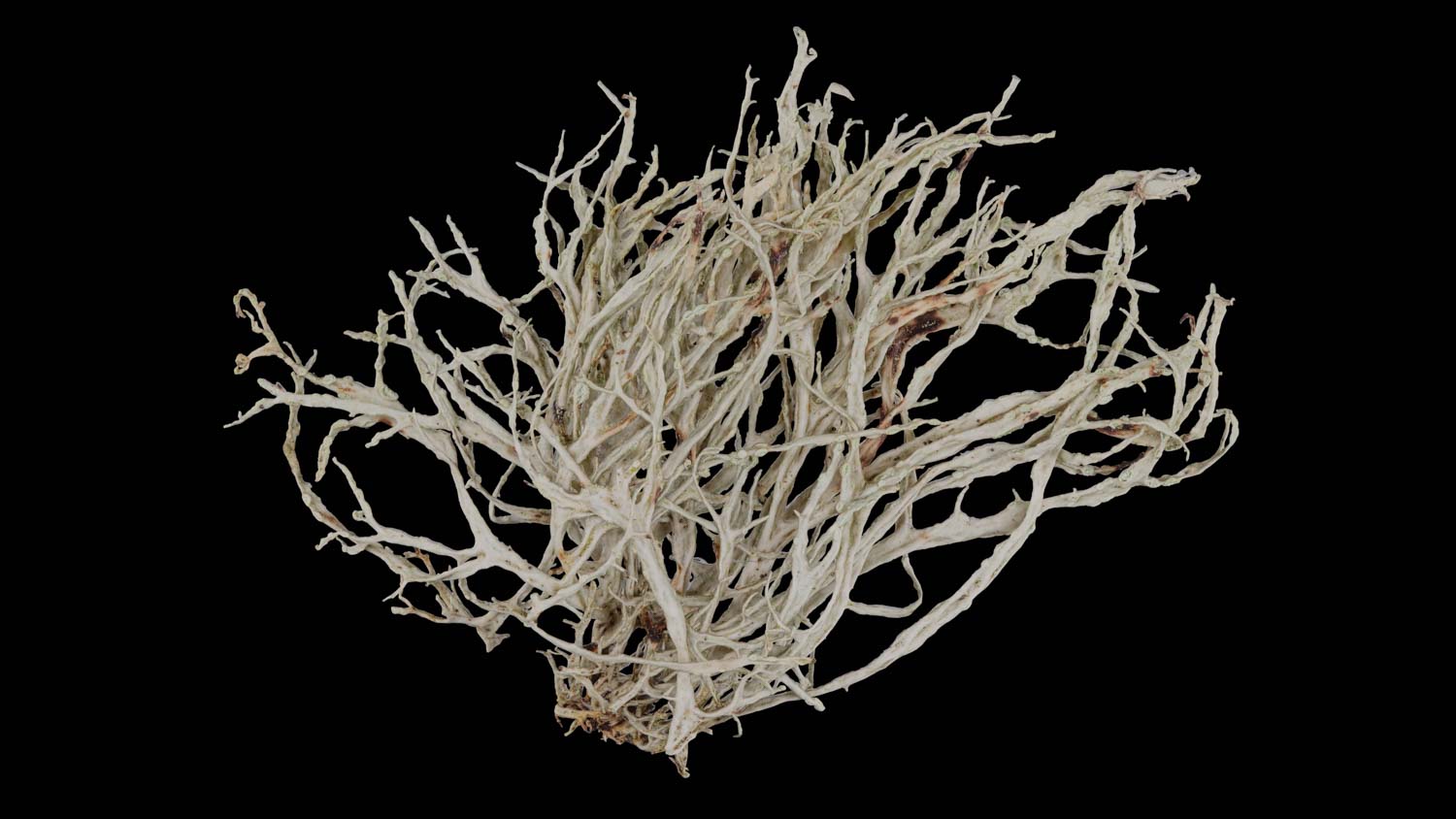 Ramalina farinacea